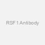 RSF1 Antibody